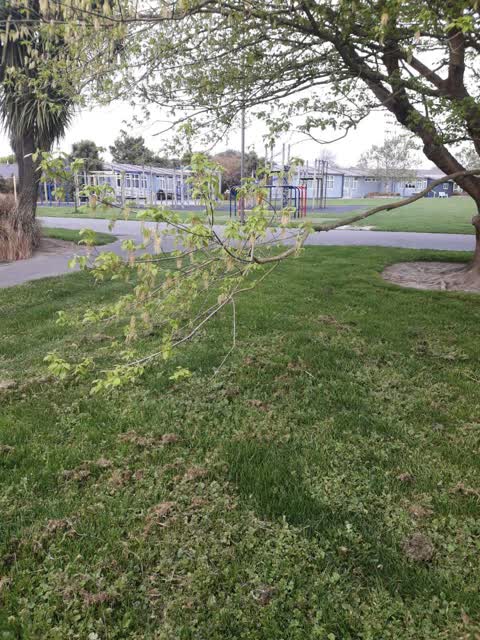Parks, a report photo