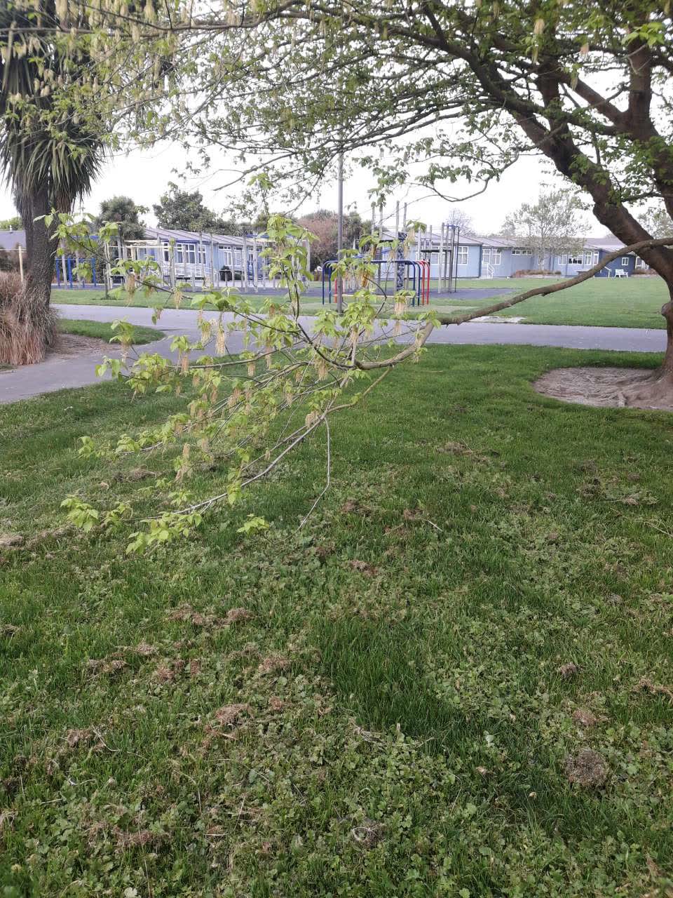 The photograph attached to this parks report