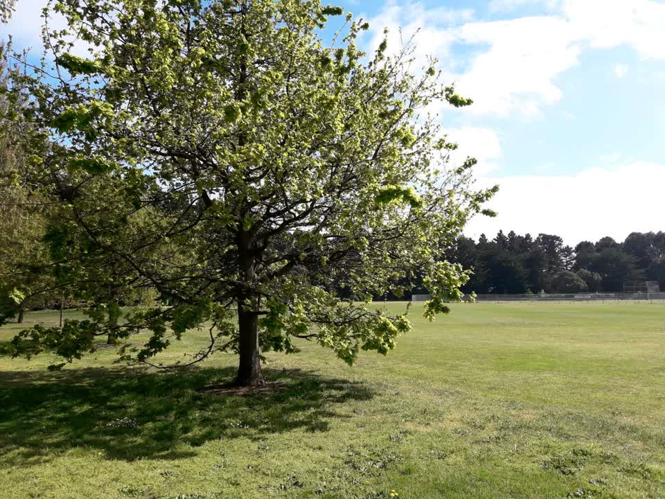 The photograph attached to this parks report