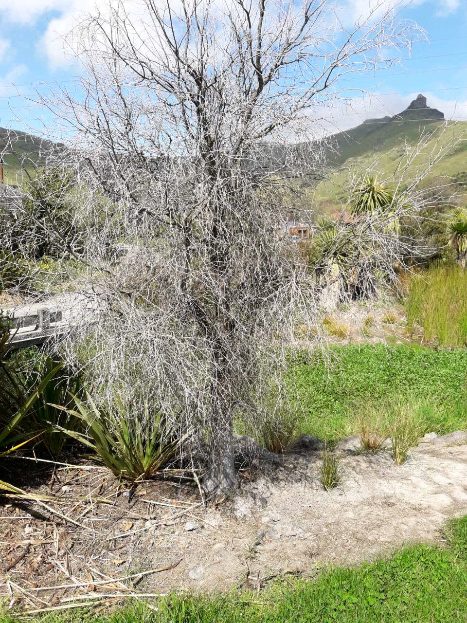 The photograph attached to this parks report