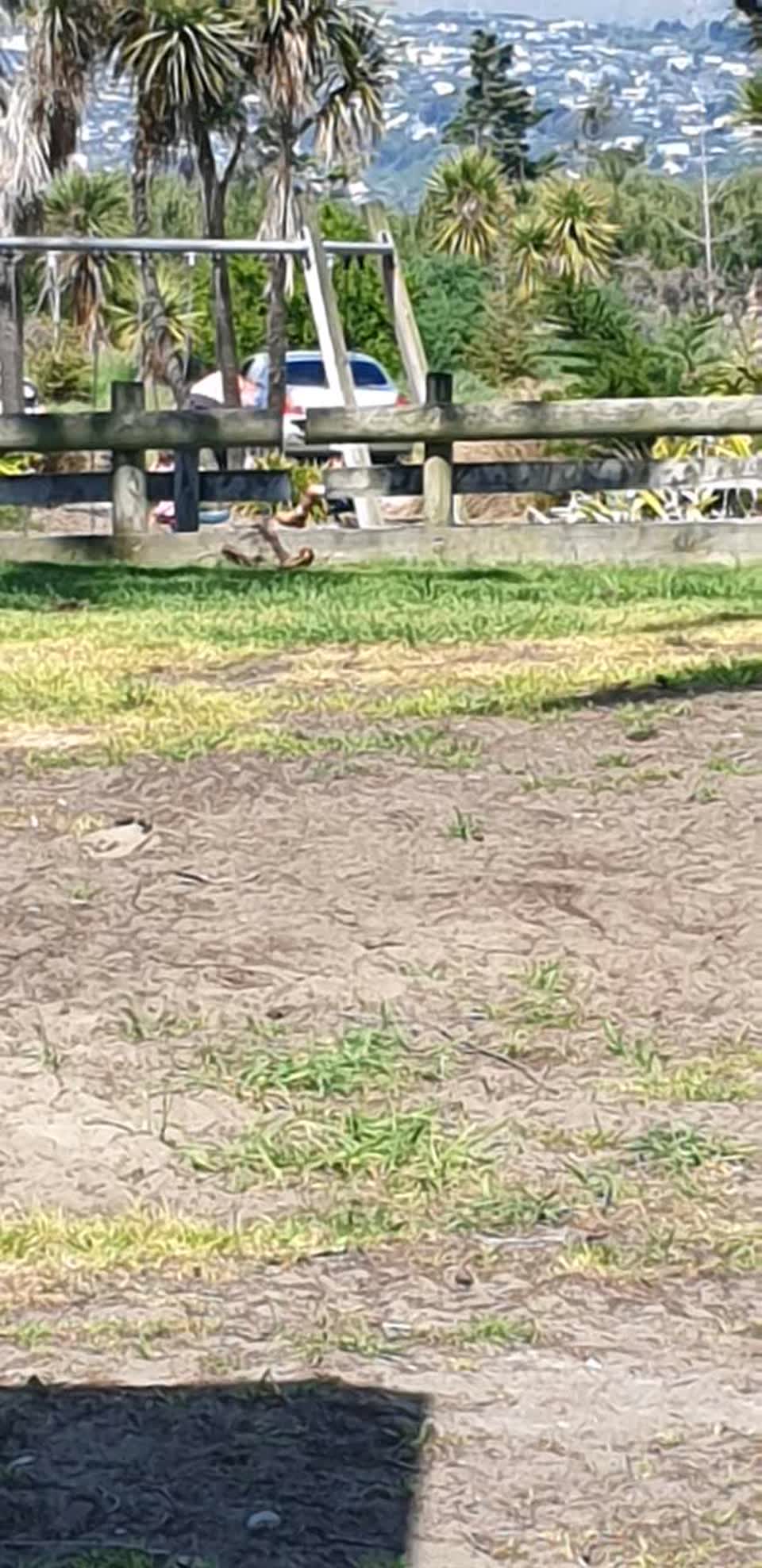 The photograph attached to this parks report