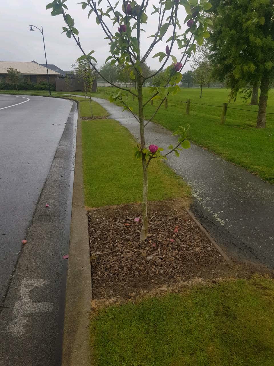 The photograph attached to this parks report