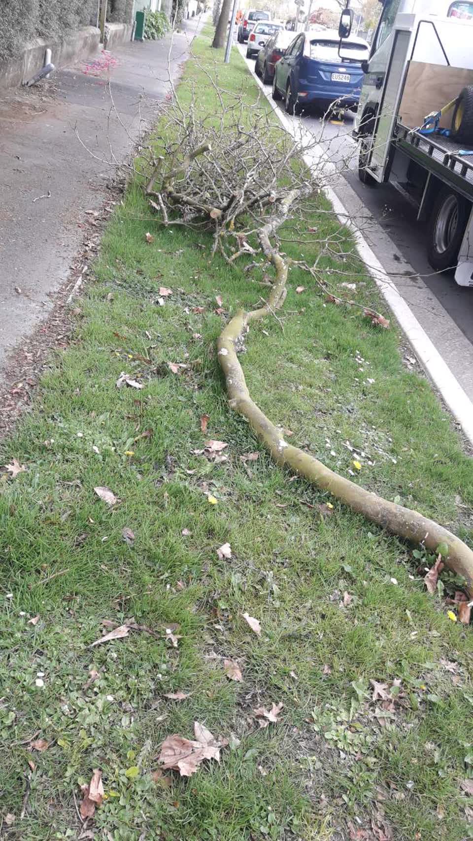 The photograph attached to this parks report