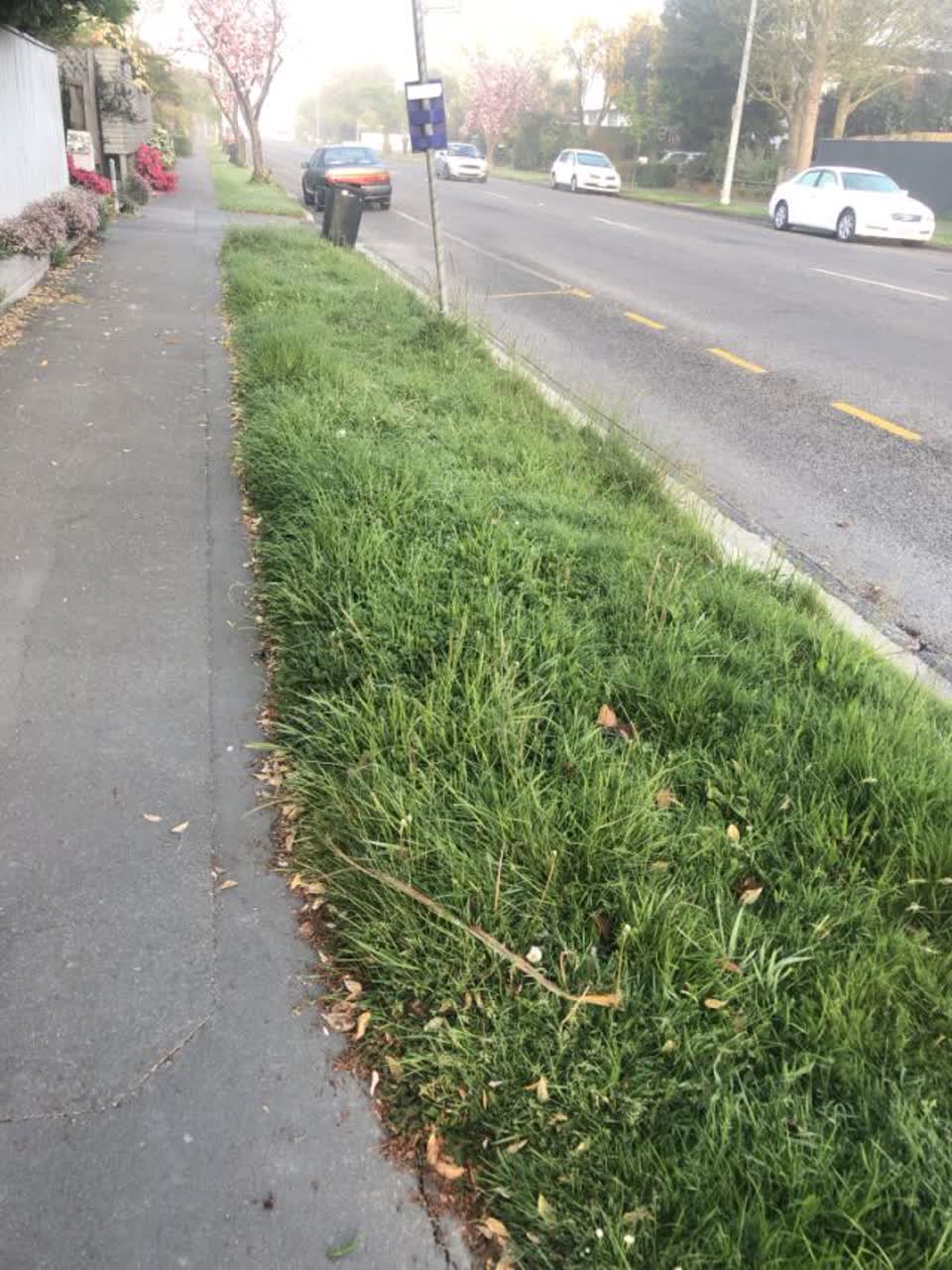 The photograph attached to this parks report
