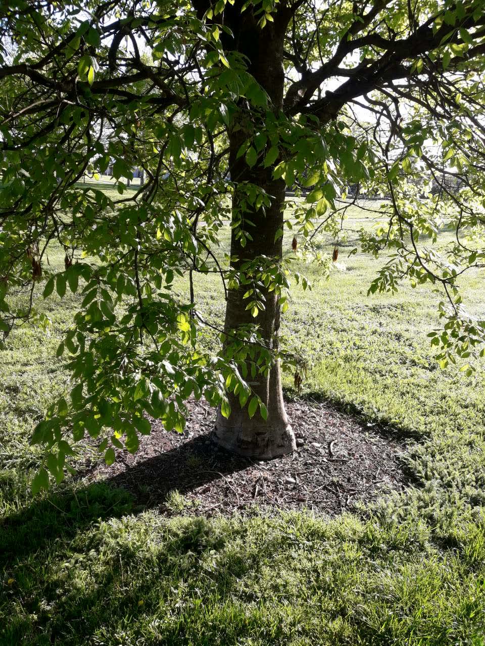 The photograph attached to this parks report