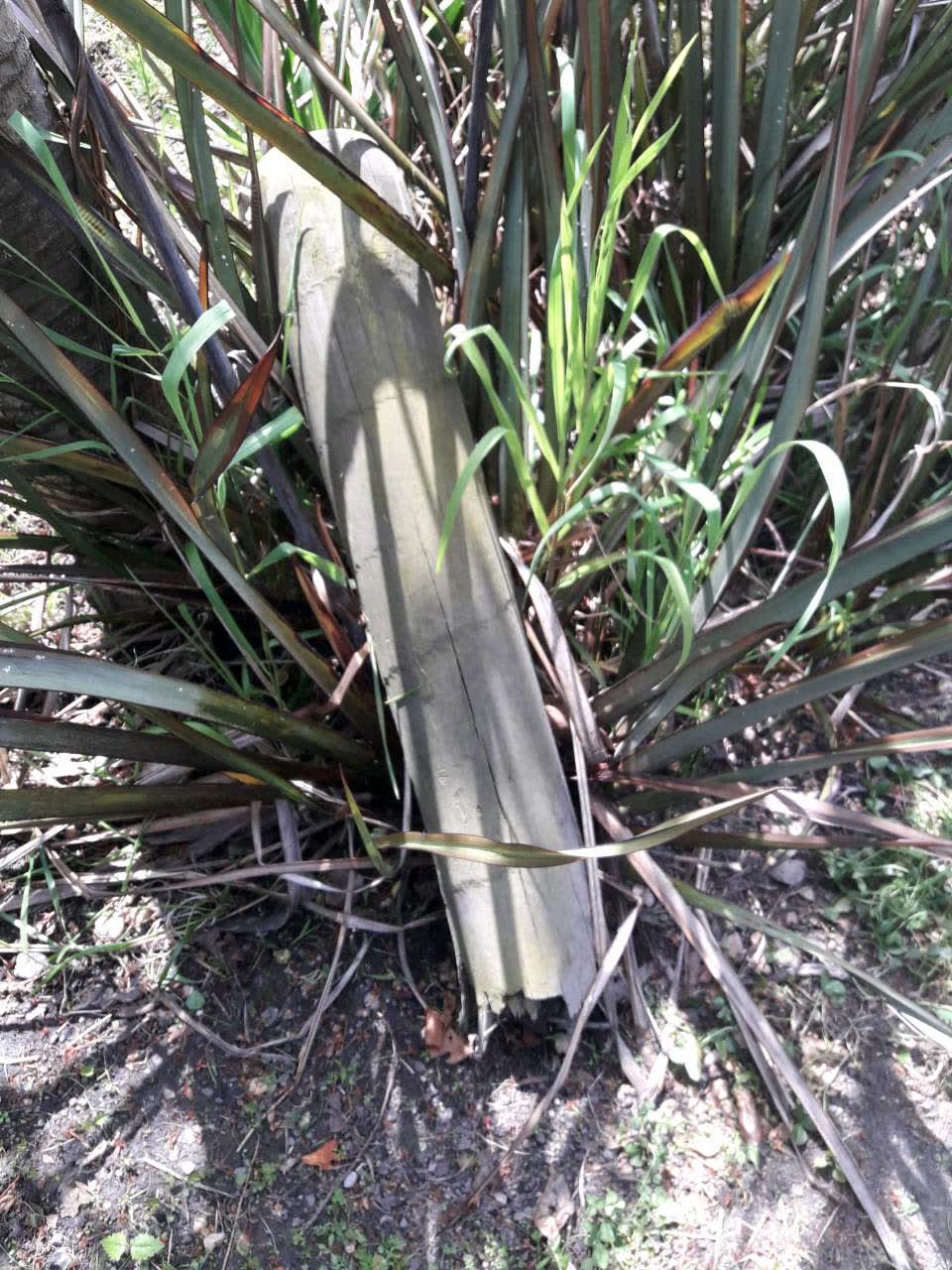 The photograph attached to this parks report
