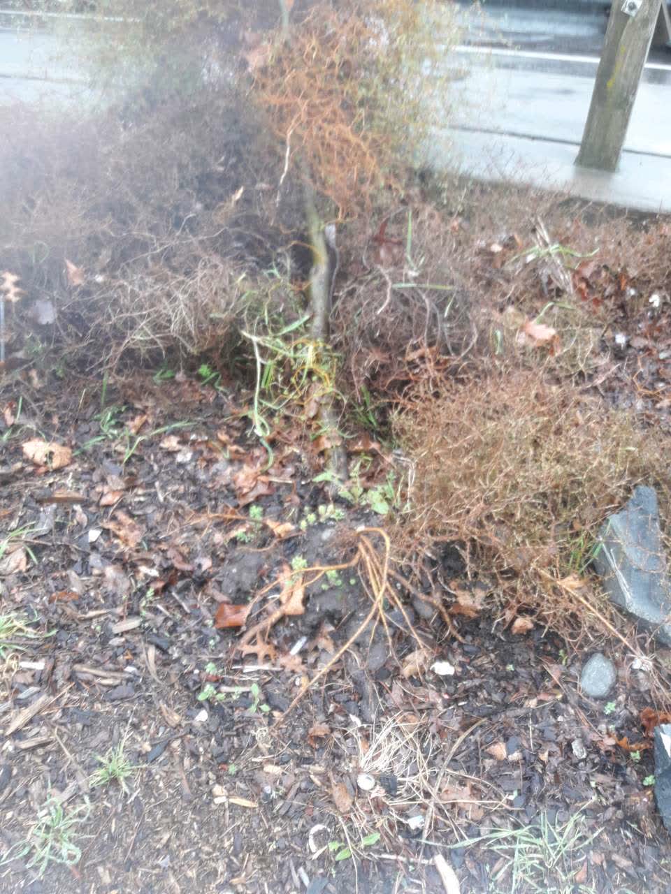 The photograph attached to this parks report