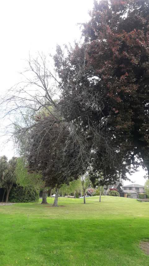Parks, a report photo