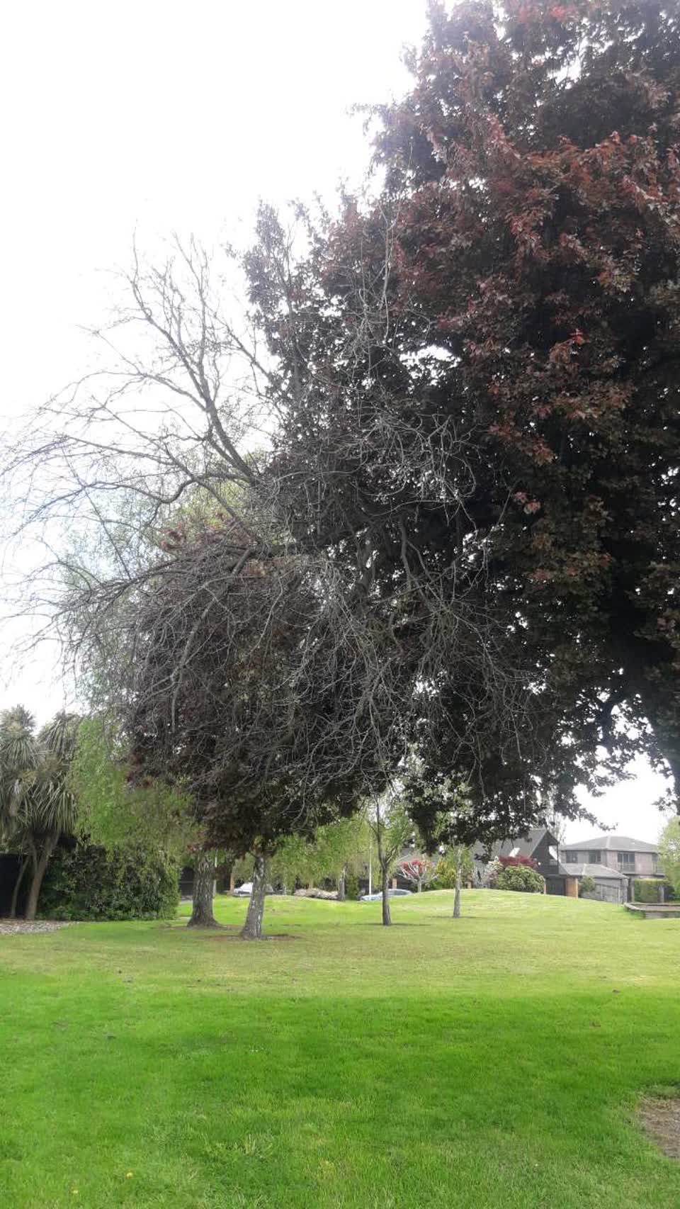 The photograph attached to this parks report