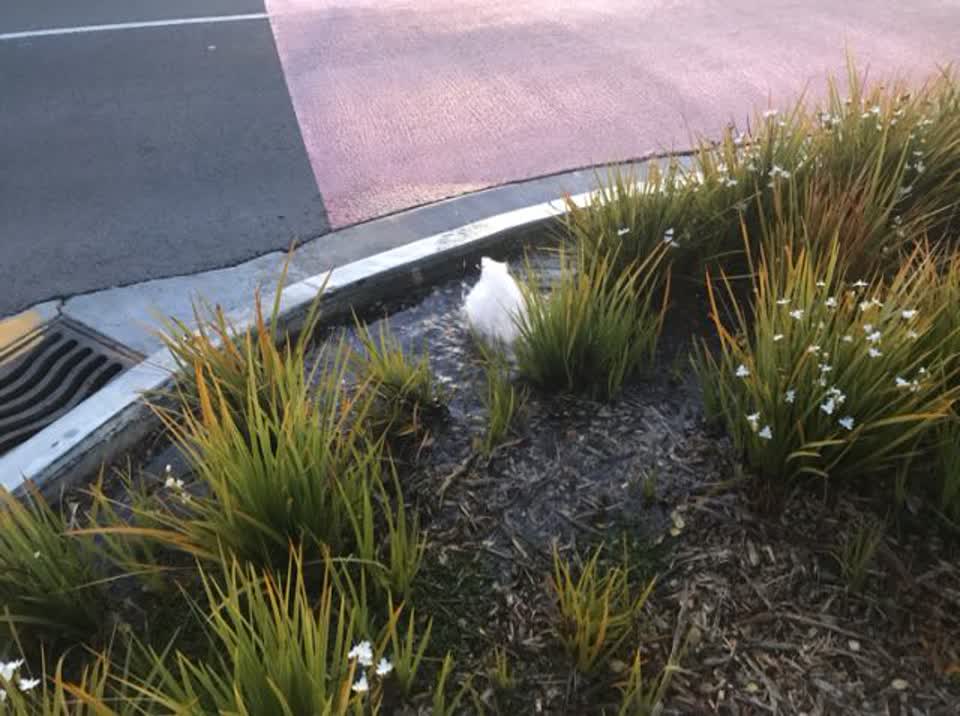 The photograph attached to this parks report