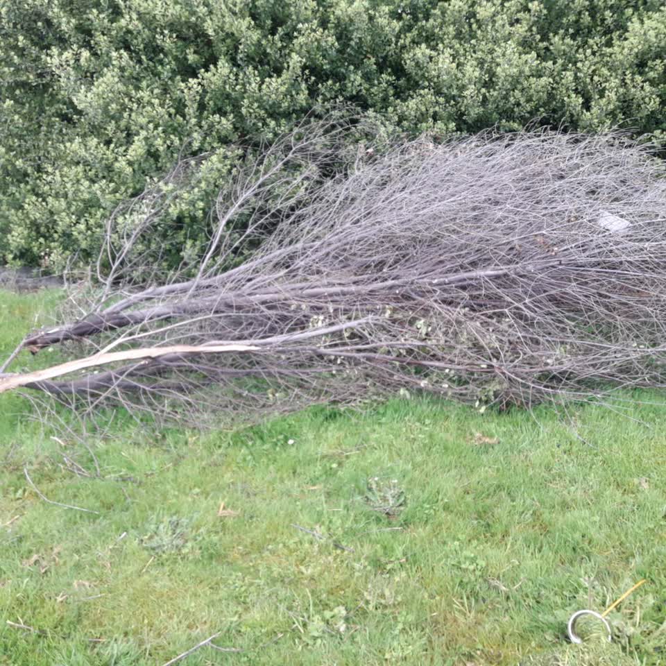 The photograph attached to this parks report