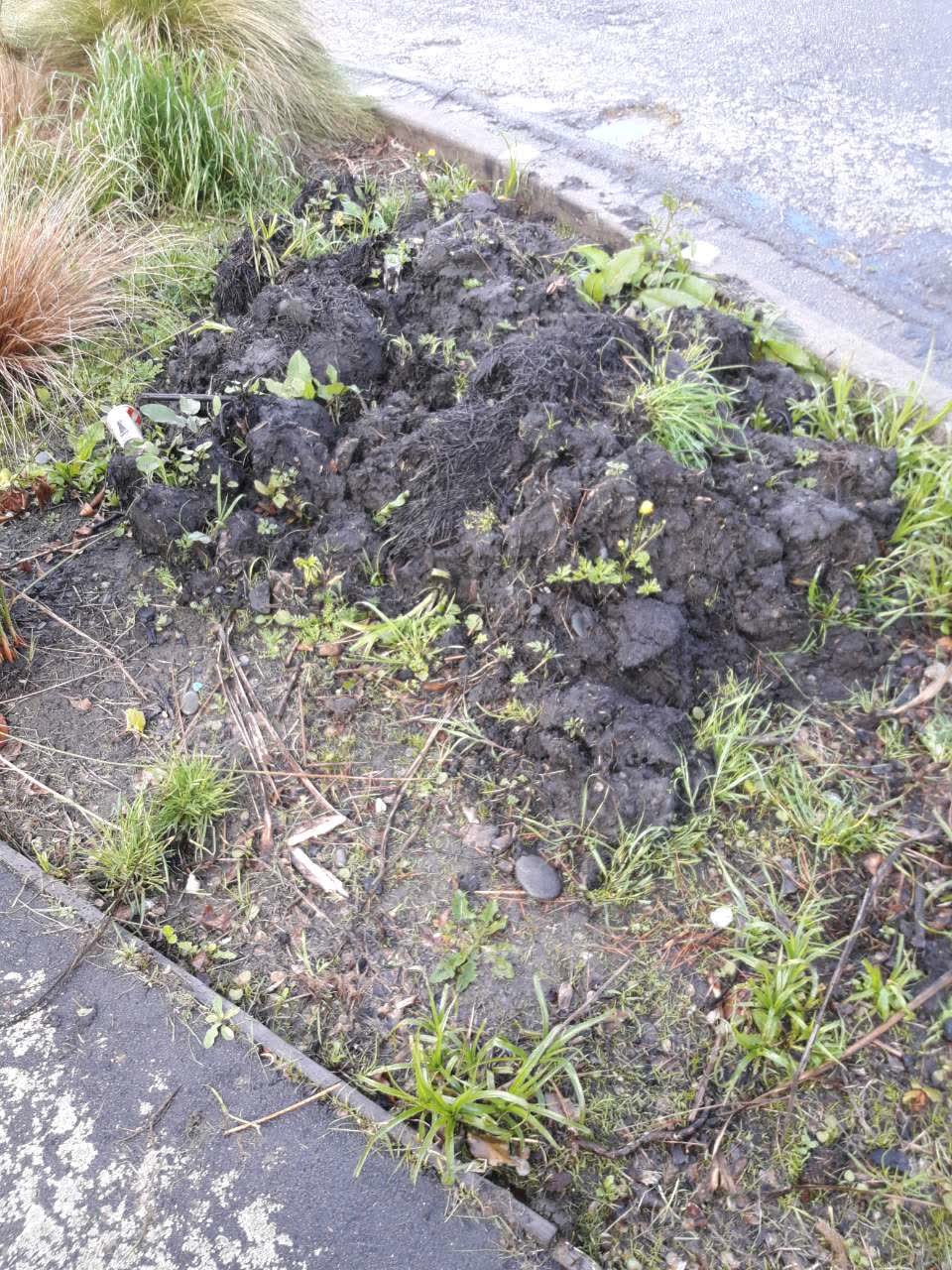 The photograph attached to this parks report