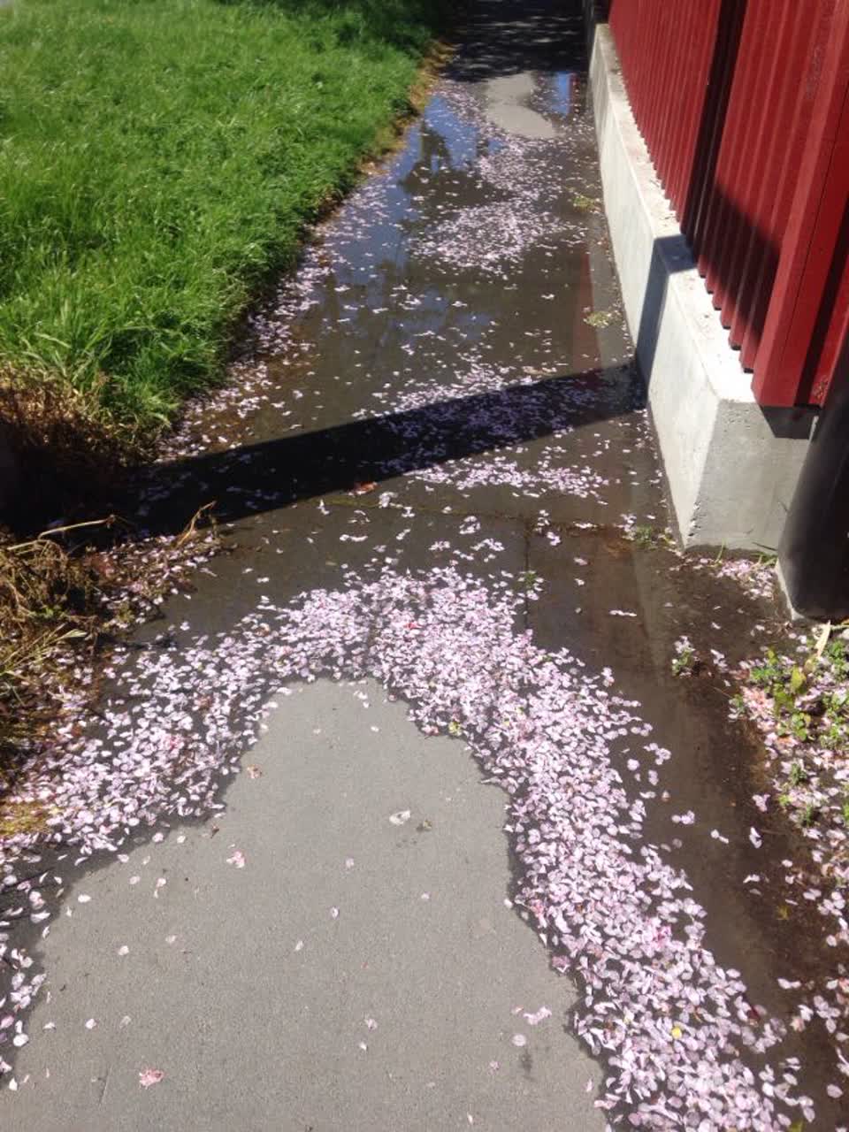 The photograph attached to this flooding report