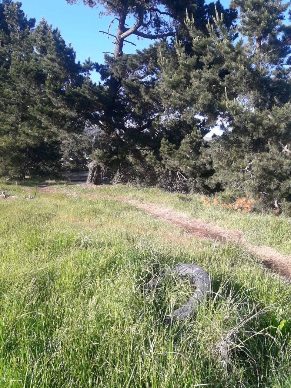 The photograph attached to this parks report