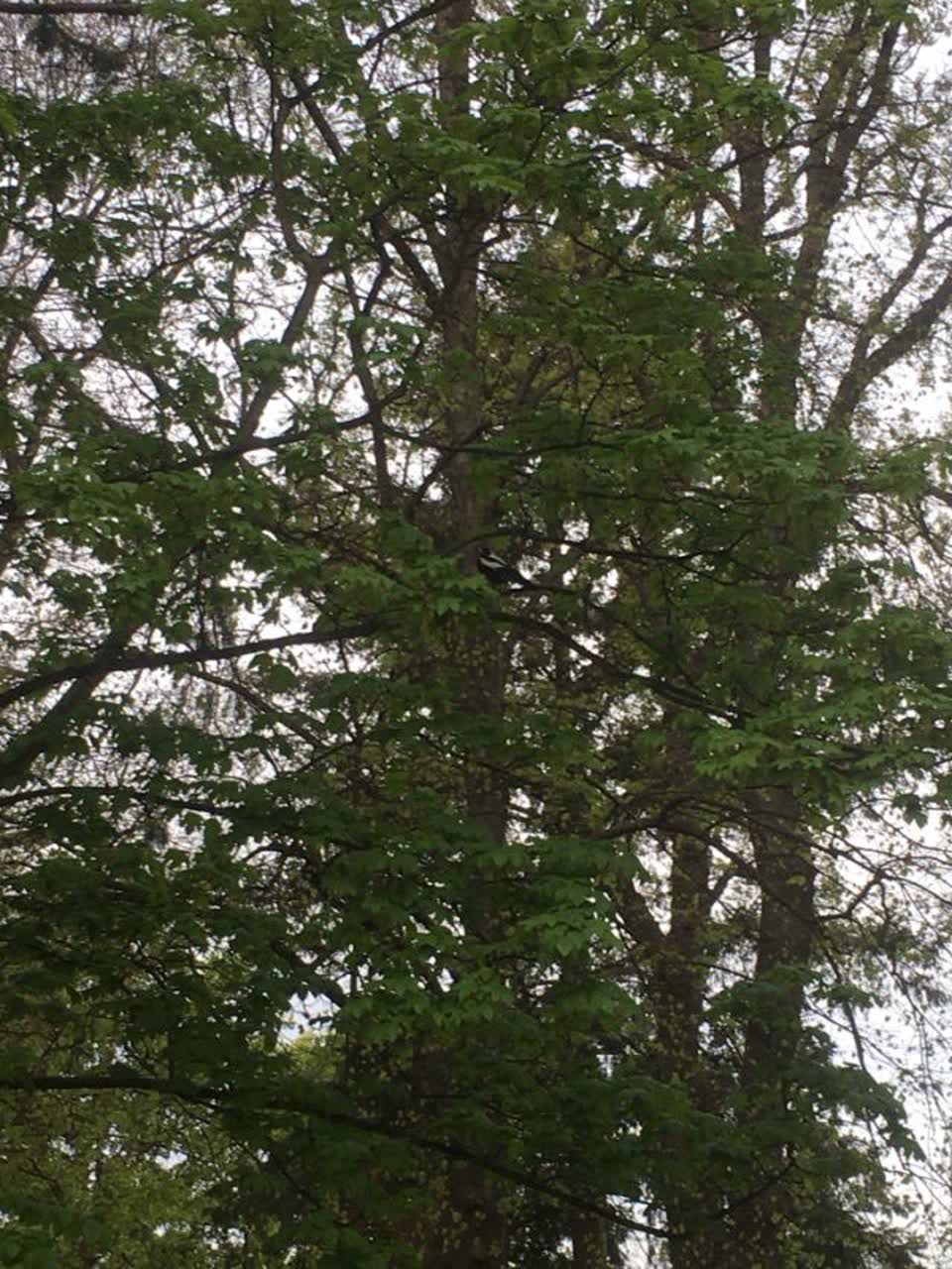 The photograph attached to this parks report