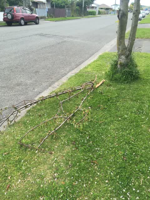 Rubbish/Recycling, a report photo