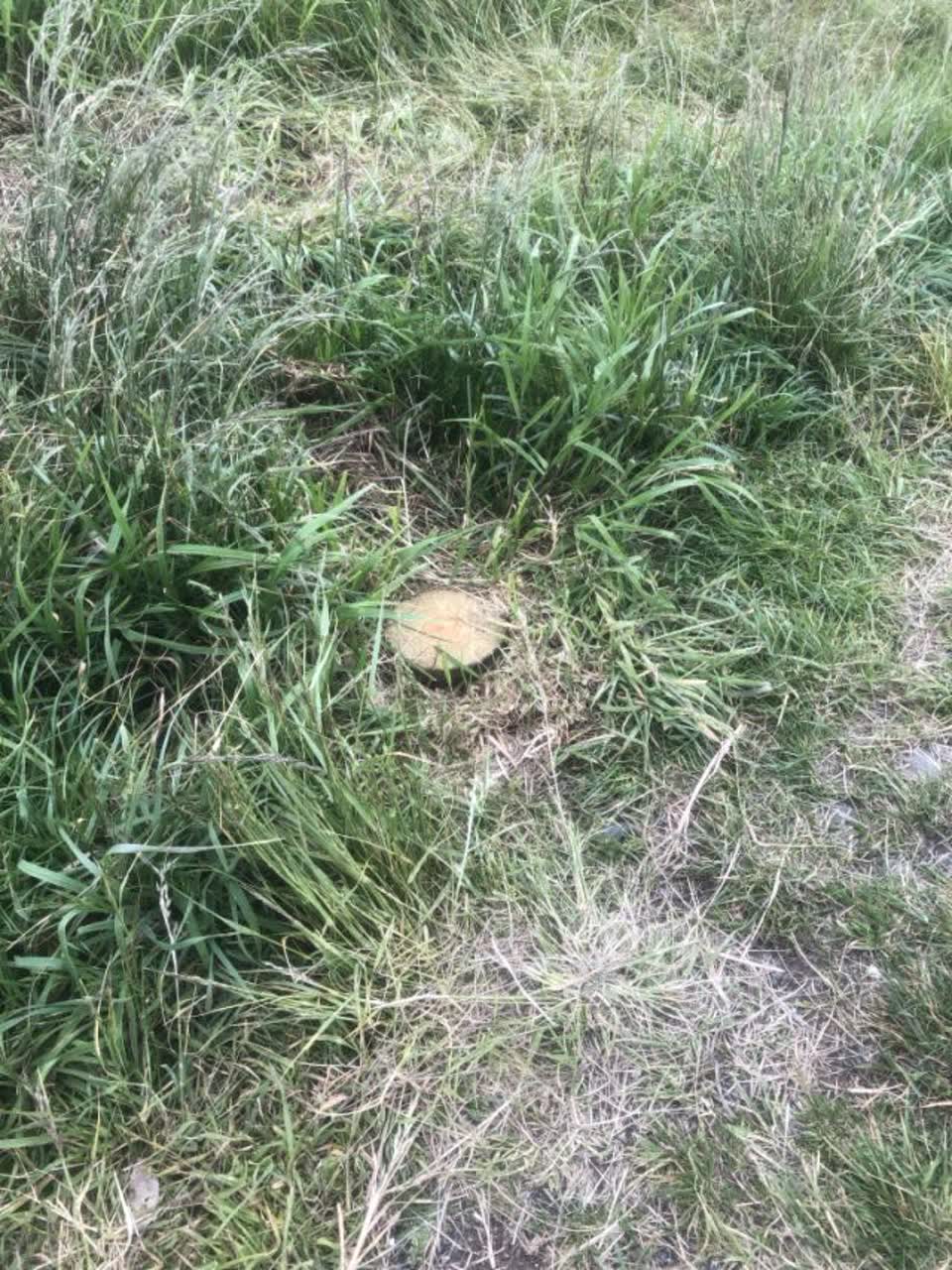 The photograph attached to this parks report
