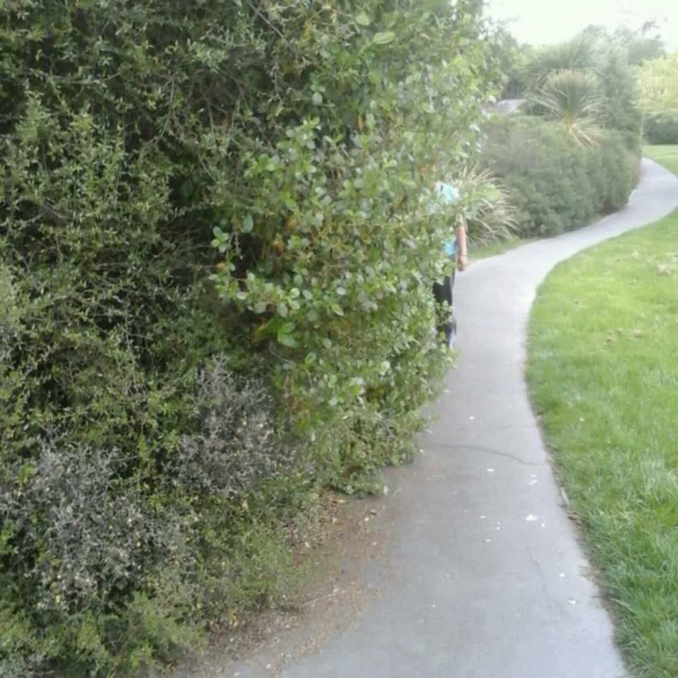 The photograph attached to this parks report