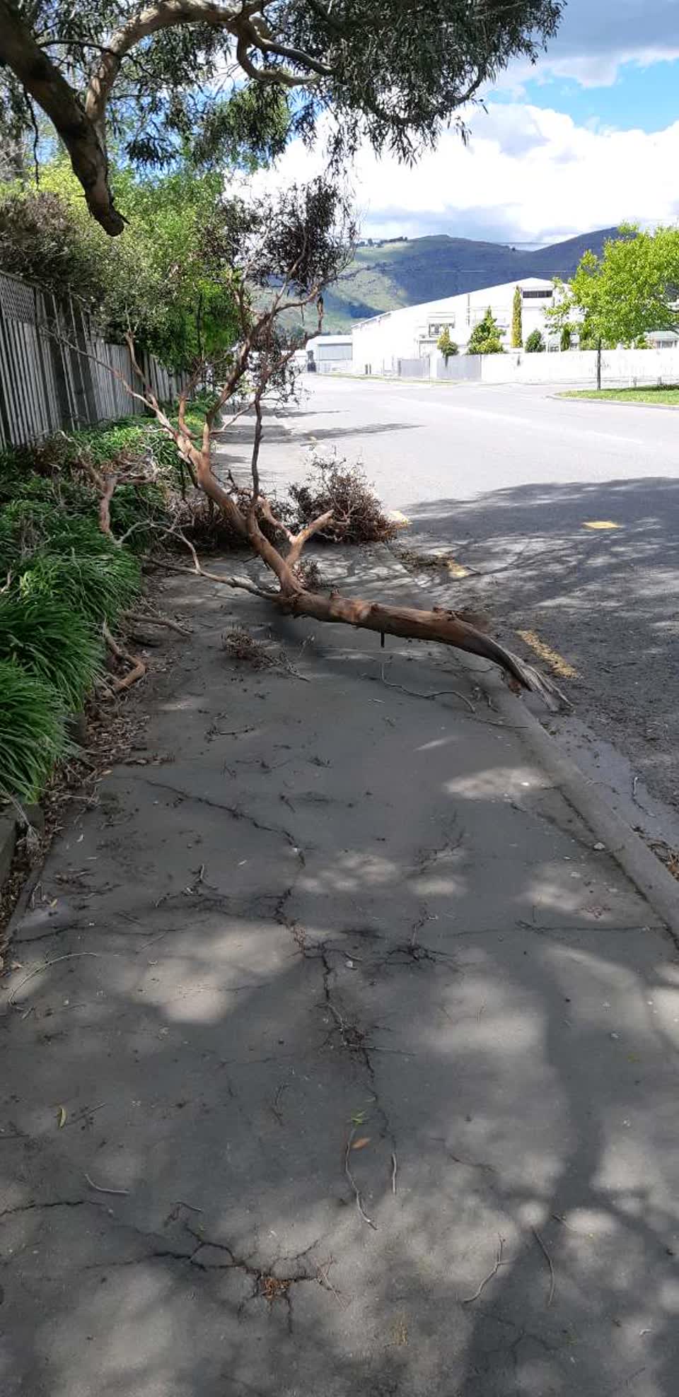 The photograph attached to this parks report
