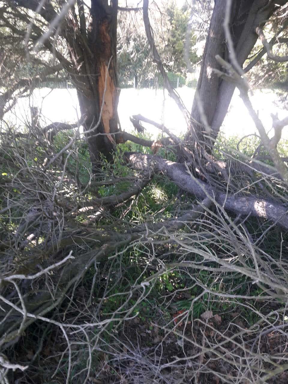 The photograph attached to this parks report