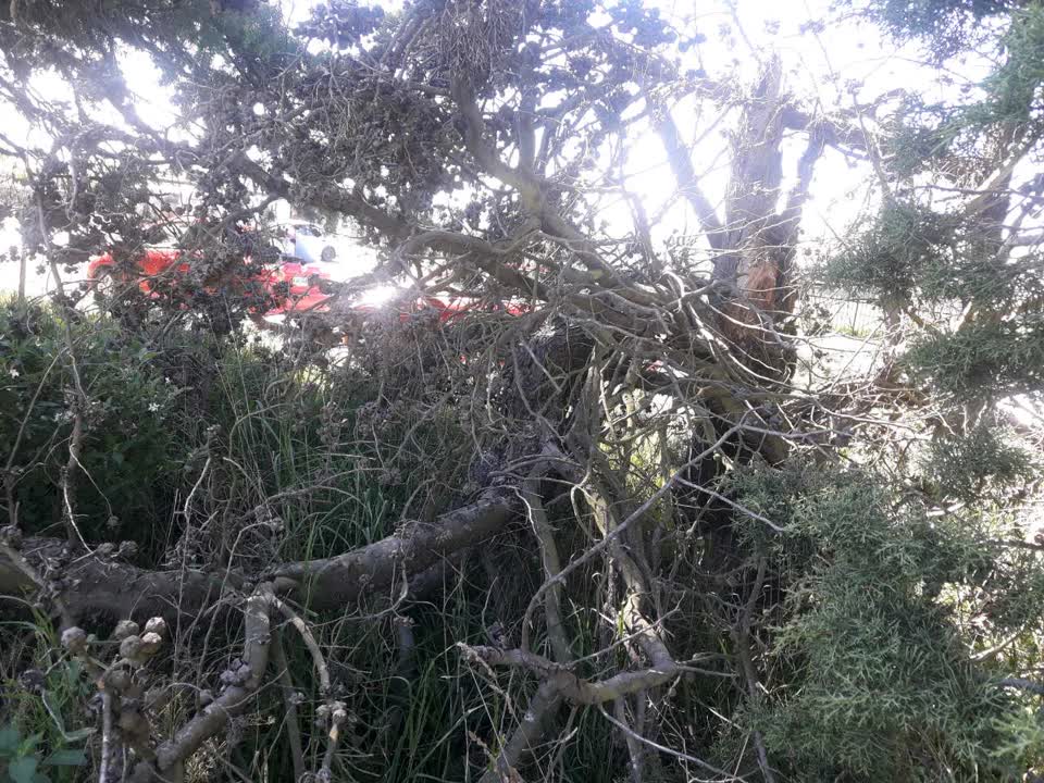 The photograph attached to this parks report