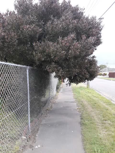 Parks, a report photo