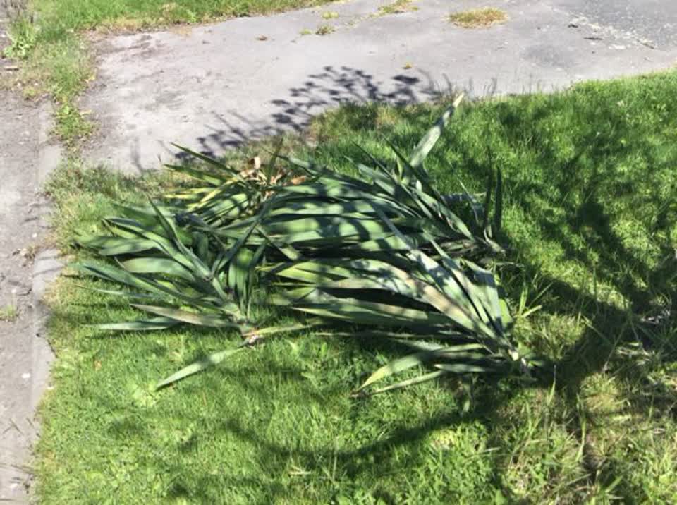 The photograph attached to this rubbish/recycling report