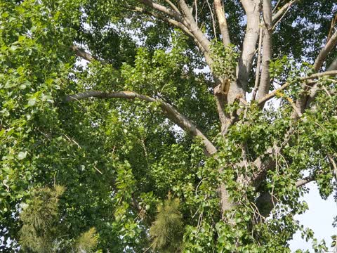Parks, a report photo