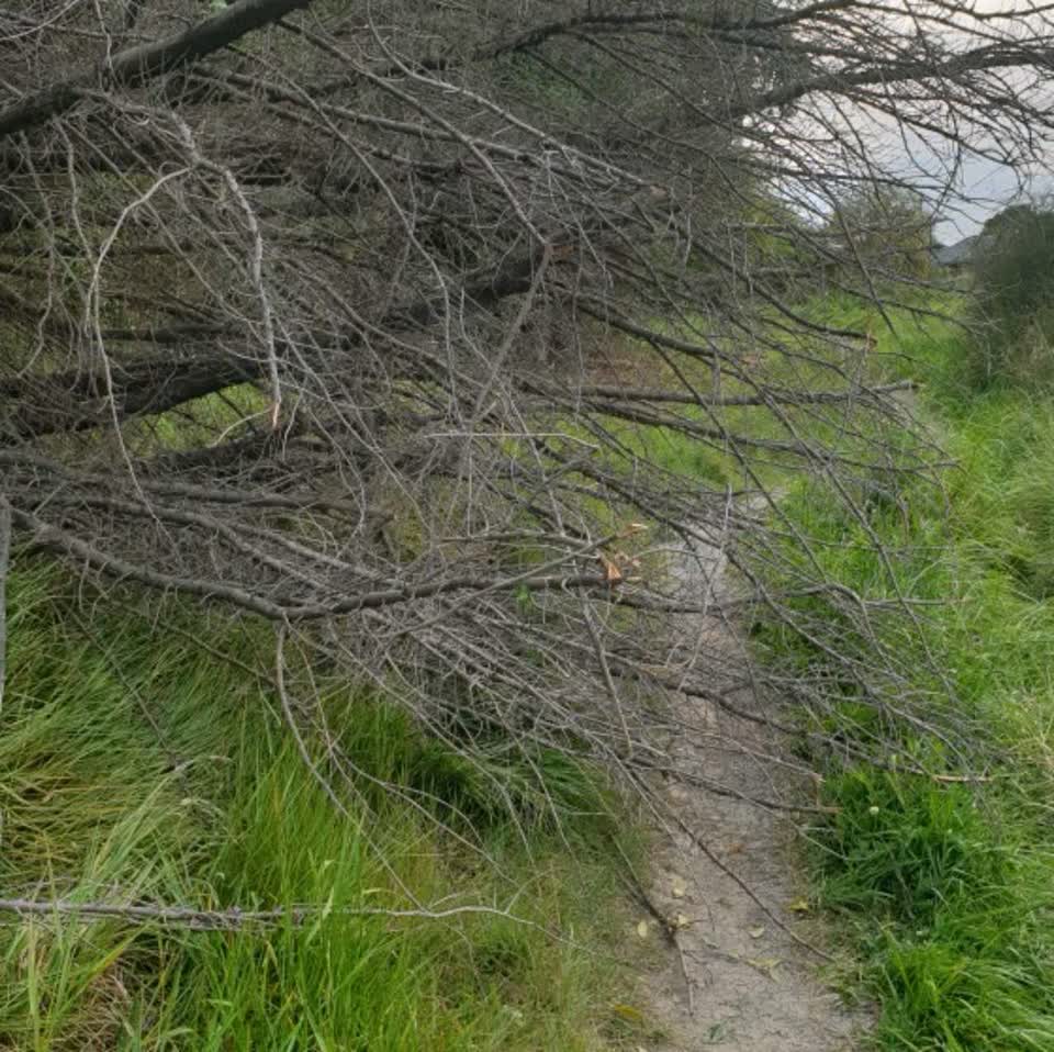 The photograph attached to this parks report