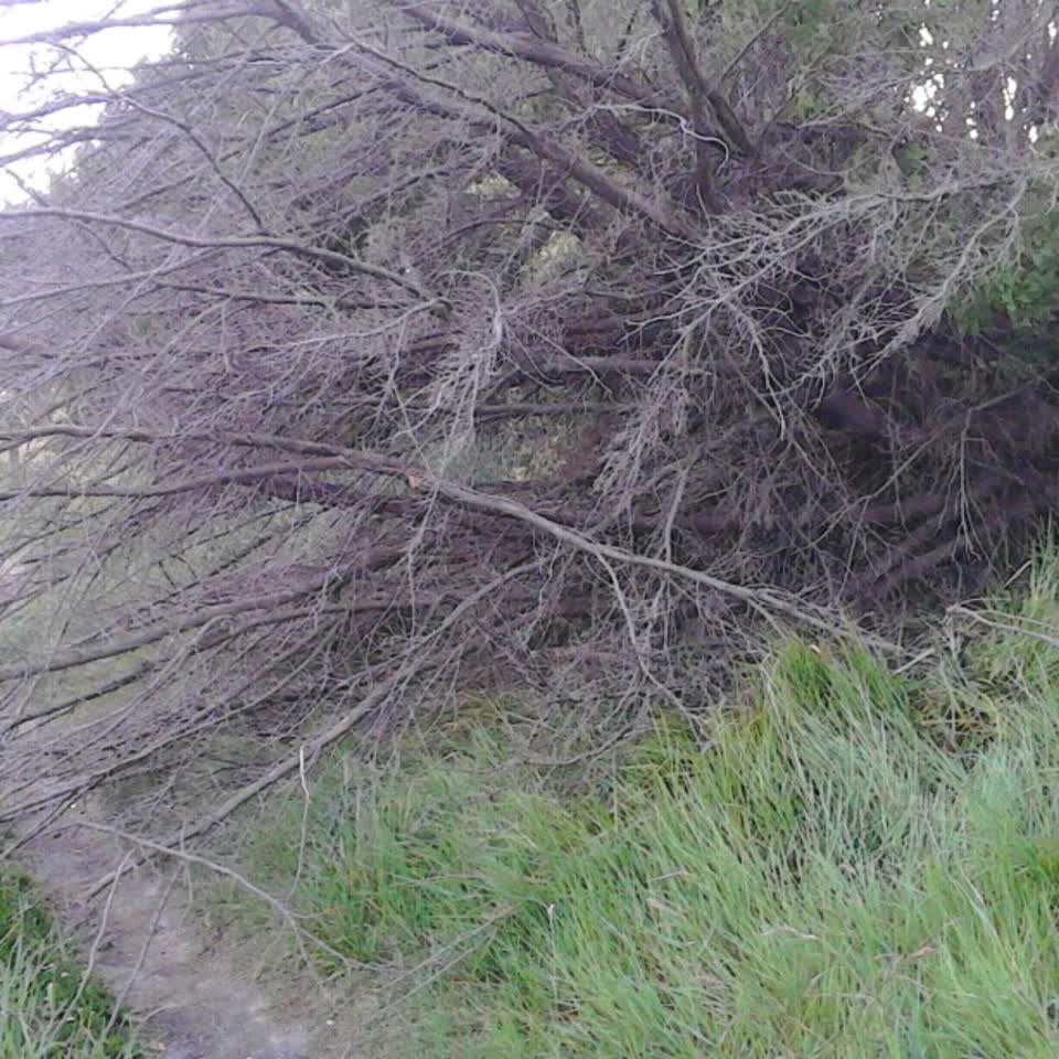The photograph attached to this parks report