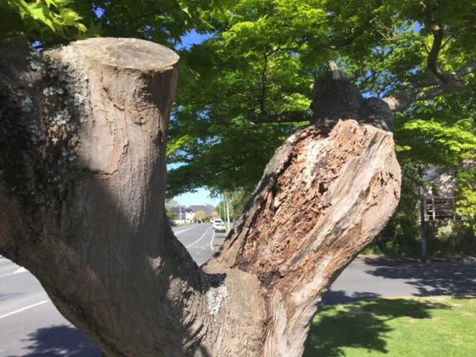 The photograph attached to this parks report