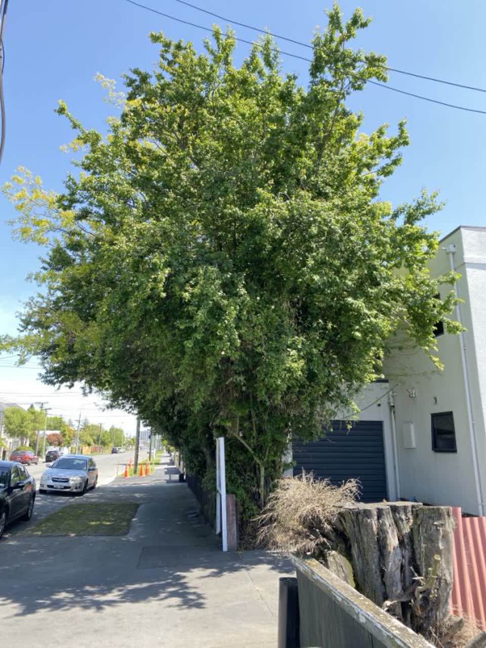 The photograph attached to this parks report