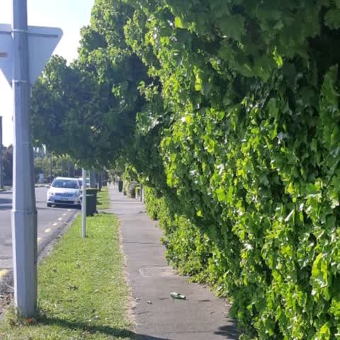 Roading/Streets, a report photo