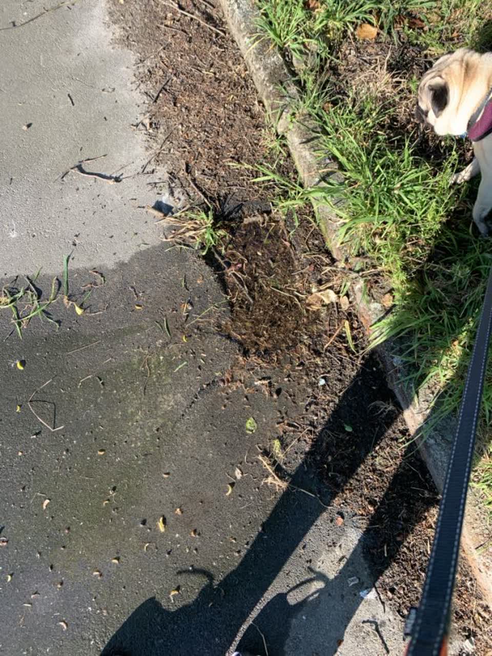 The photograph attached to this water supply report