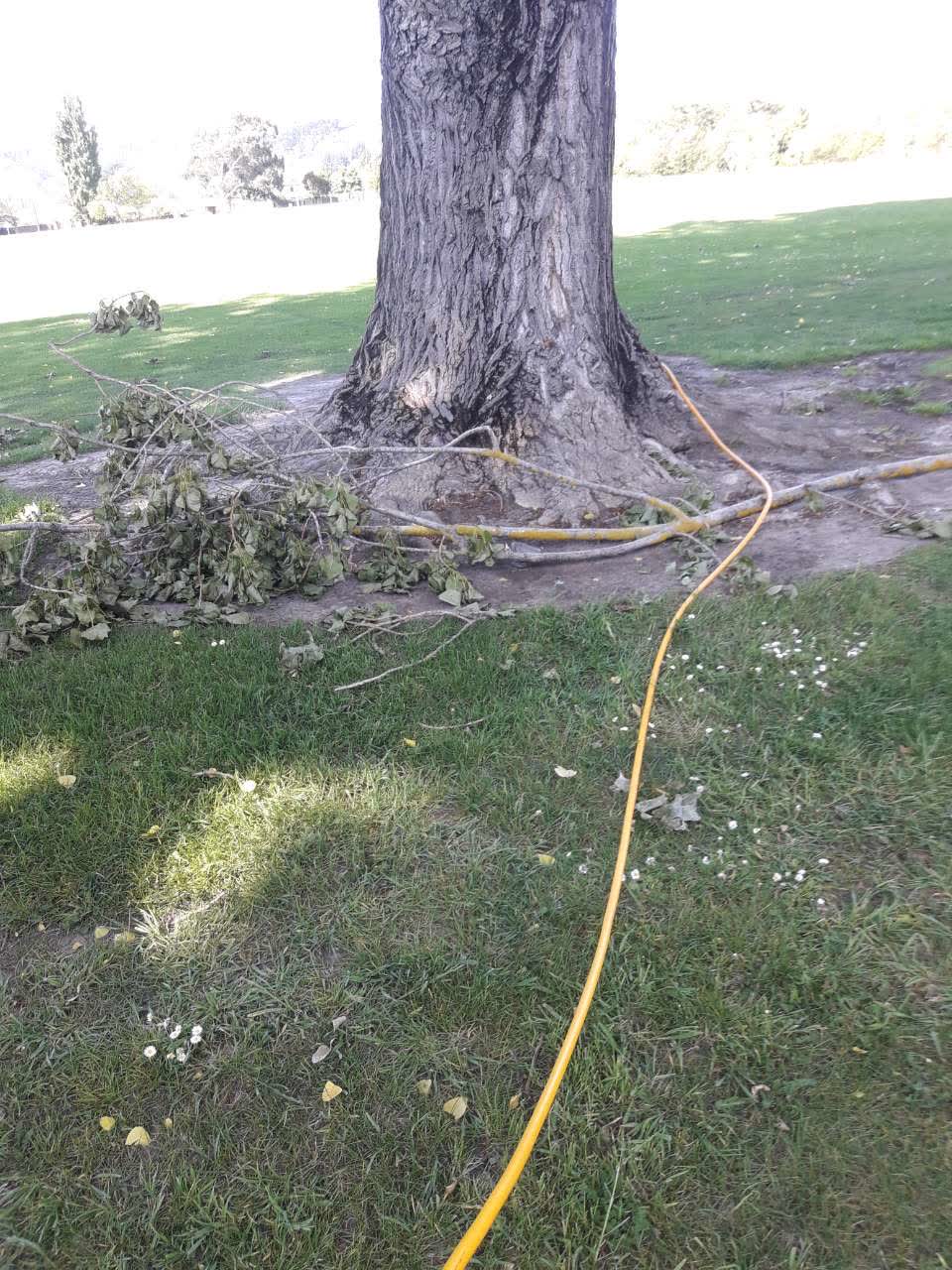 The photograph attached to this parks report