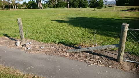 Parks, a report photo