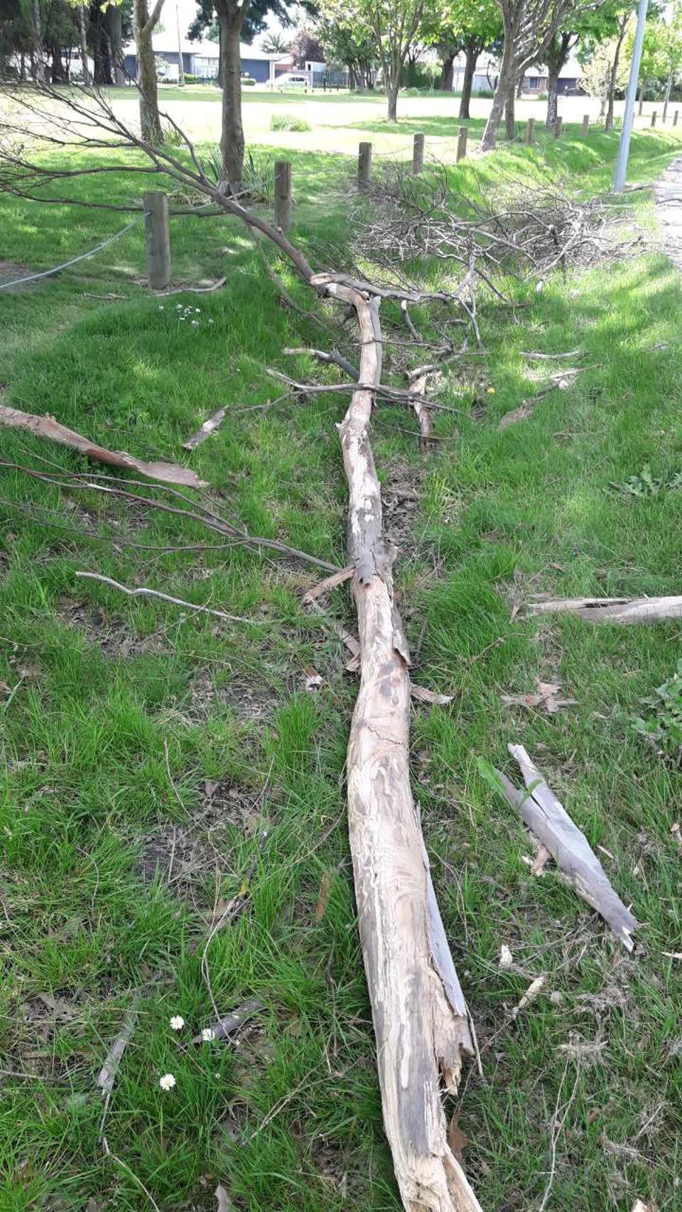 The photograph attached to this parks report