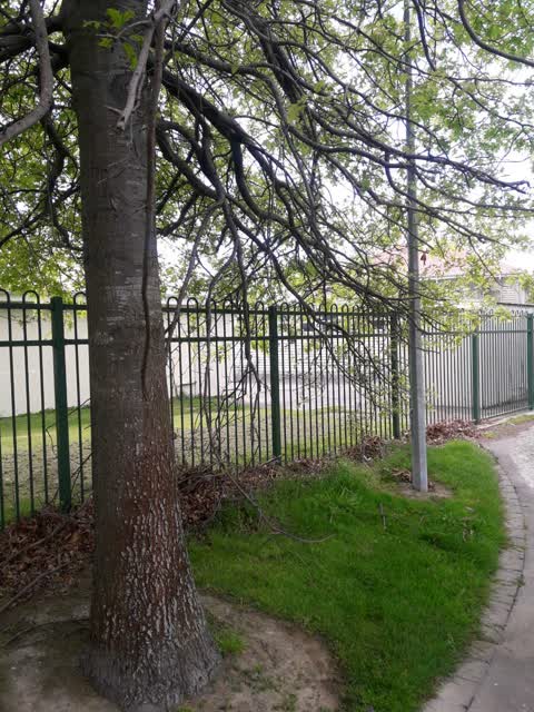 Parks, a report photo