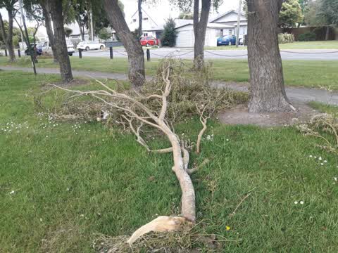 Parks — a report photo
