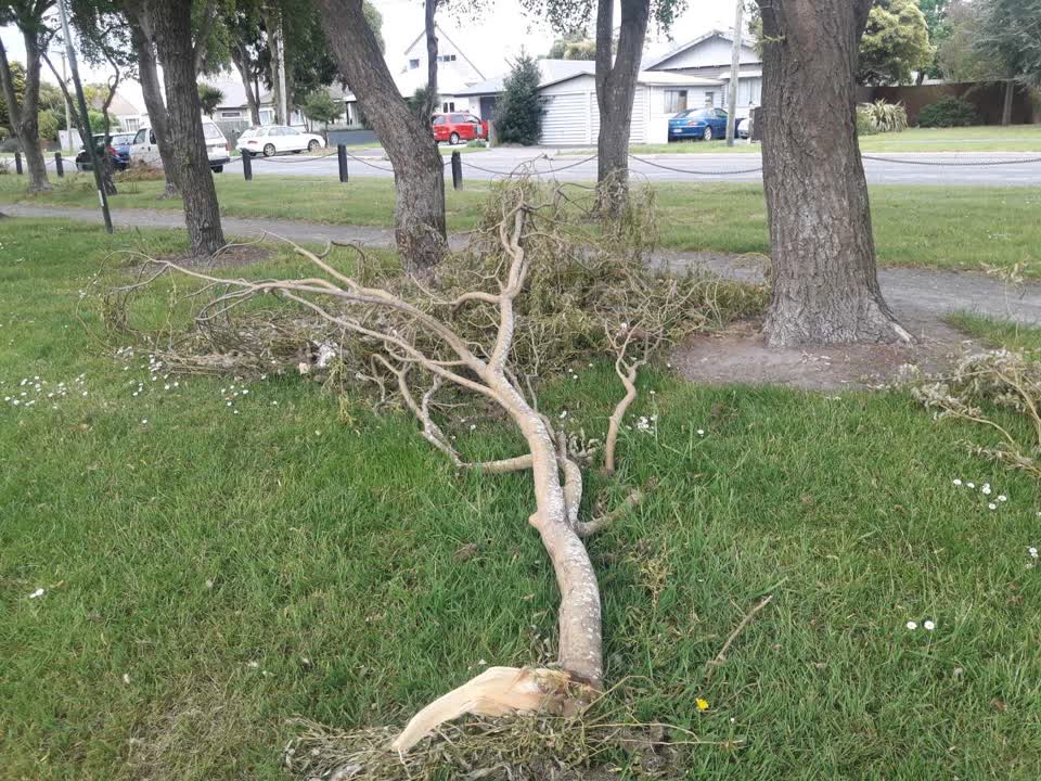The photograph attached to this parks report