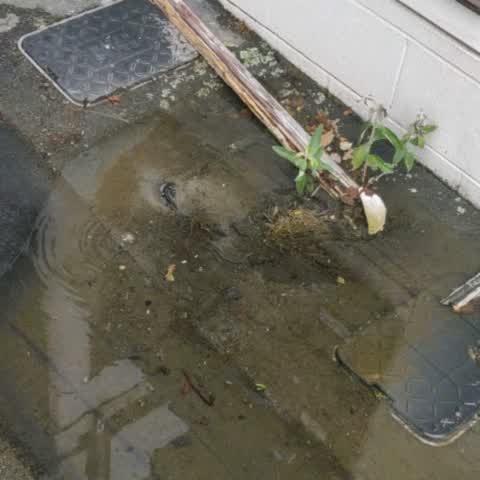 Water Supply, a report photo