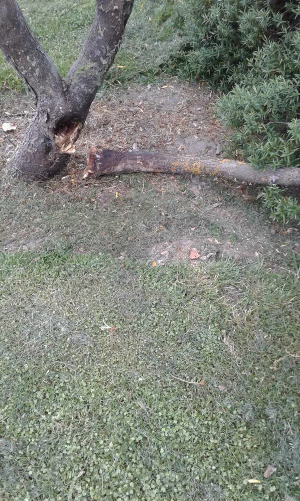 The photograph attached to this parks report