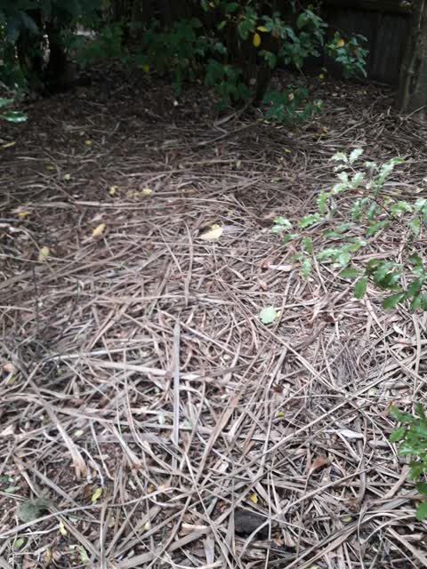 Parks, a report photo