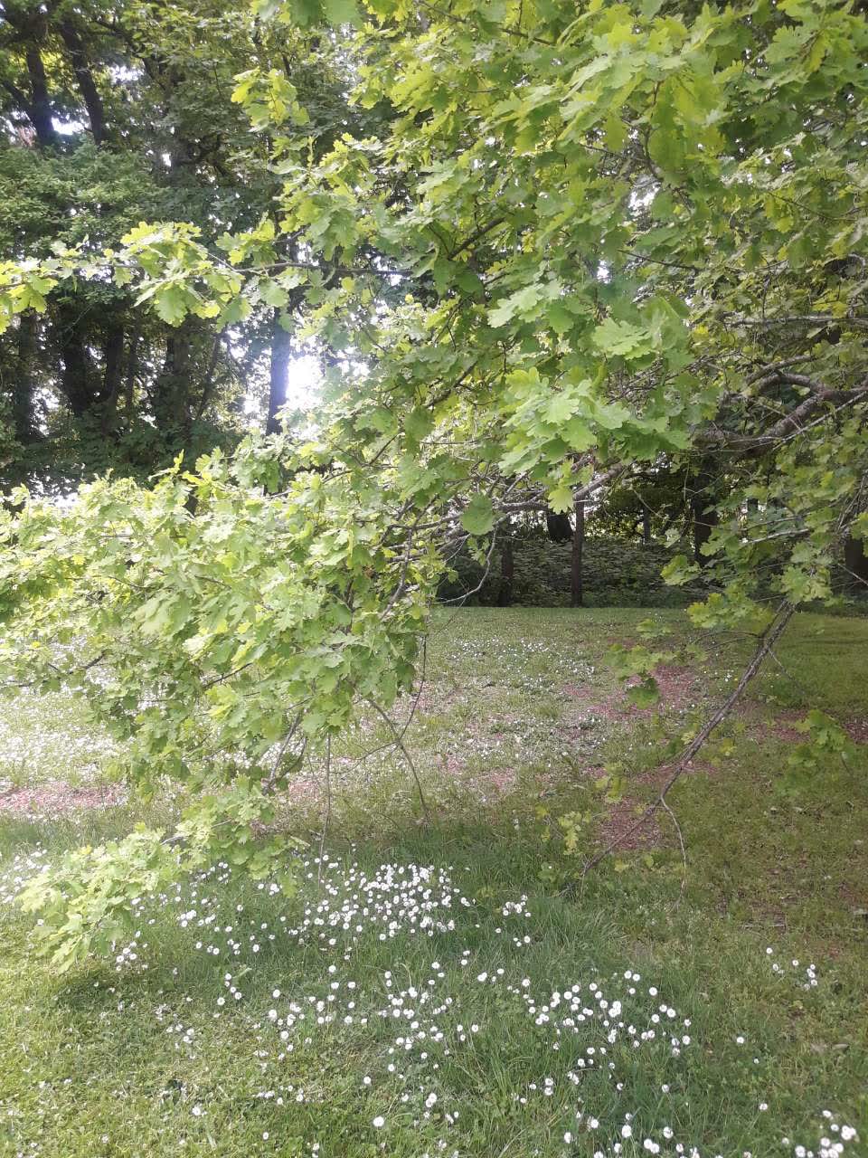 The photograph attached to this parks report