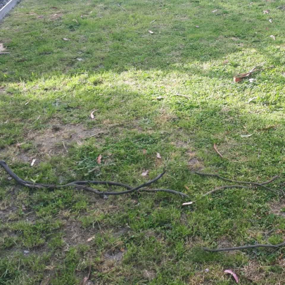 The photograph attached to this parks report