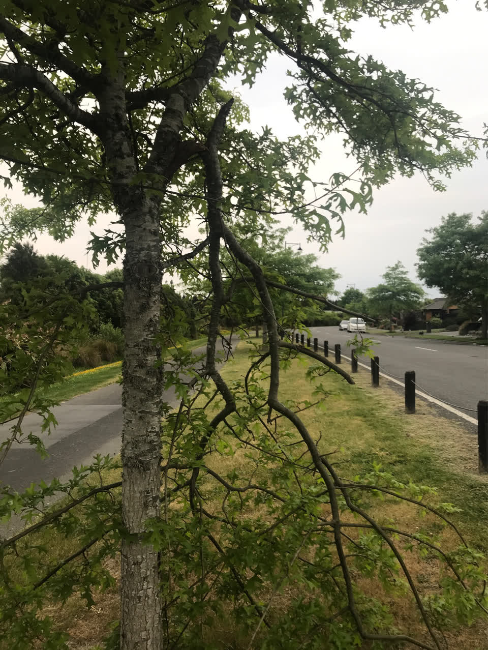 The photograph attached to this parks report