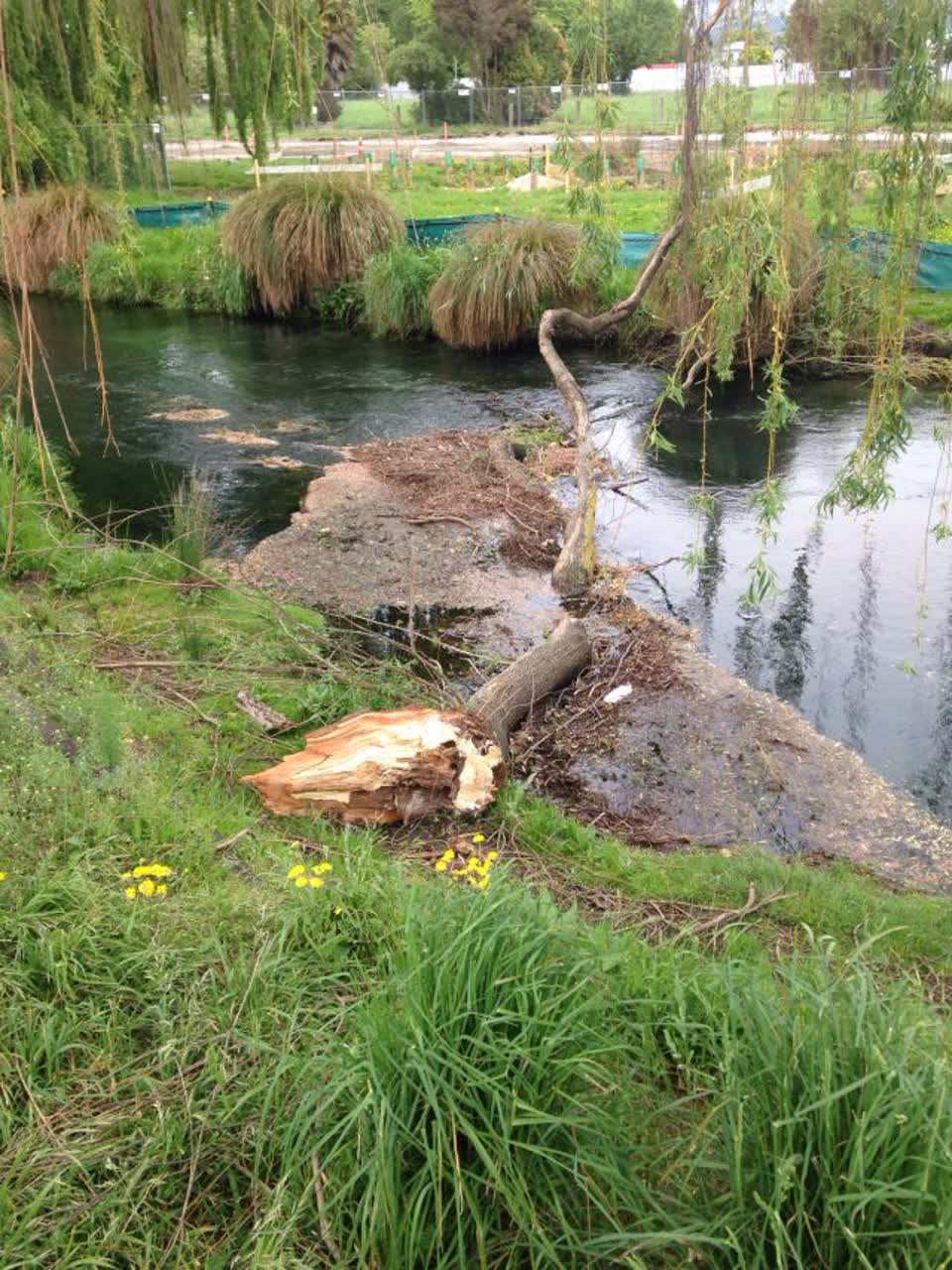 The photograph attached to this parks report