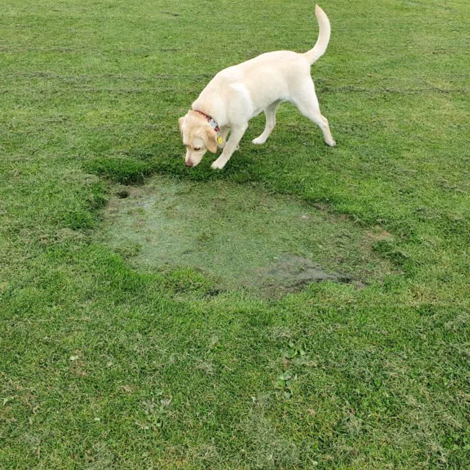 The photograph attached to this parks report