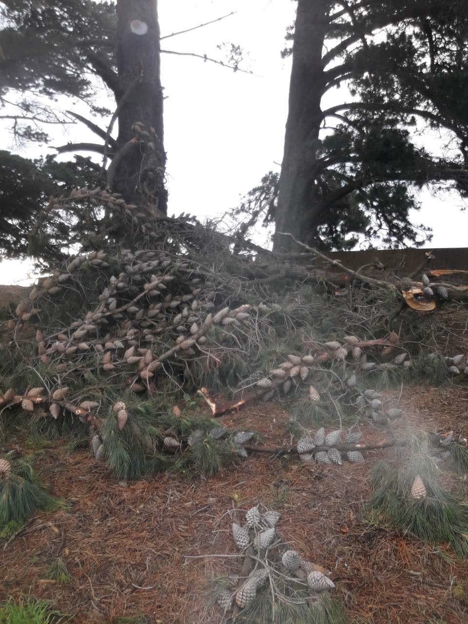 The photograph attached to this parks report