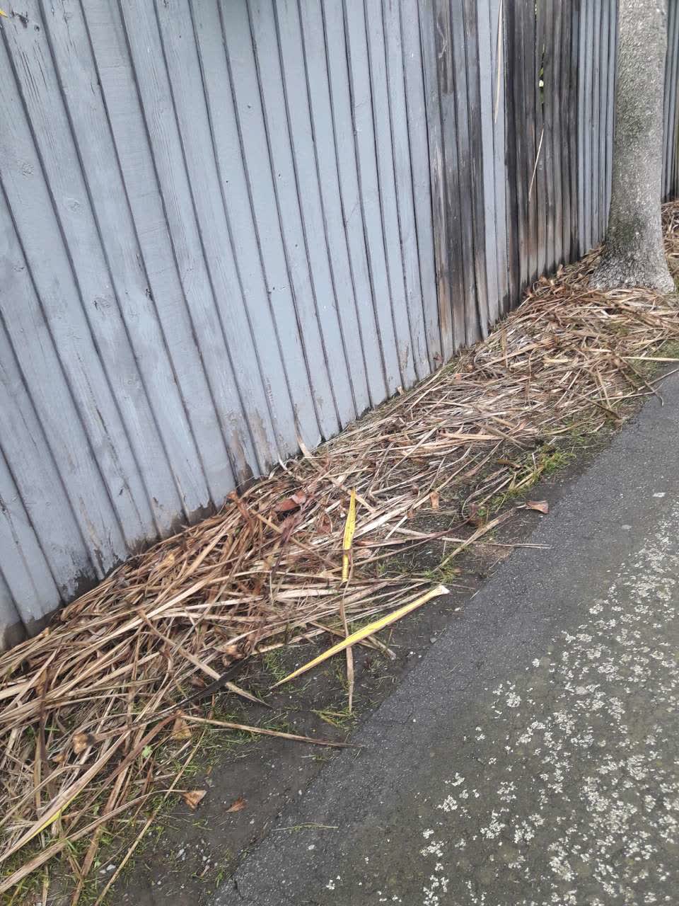 The photograph attached to this parks report